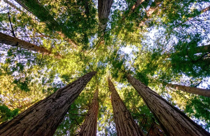 Muir Woods National Monument; Shutterstock ID 303081878; purchase_order: N/A; job: TE-B; client: Tietoevry; other: 