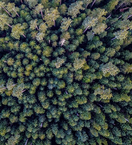 Metsä Groupin kehittämä Metsäverkko sähköistää puukaupan