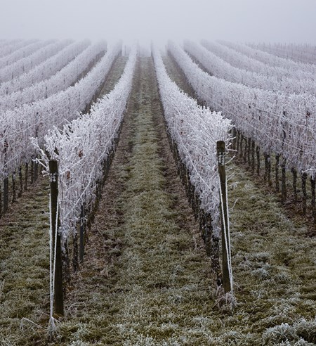 Weingarten bei Frost