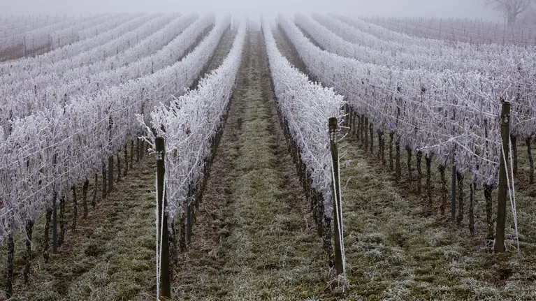 Weingarten bei Frost