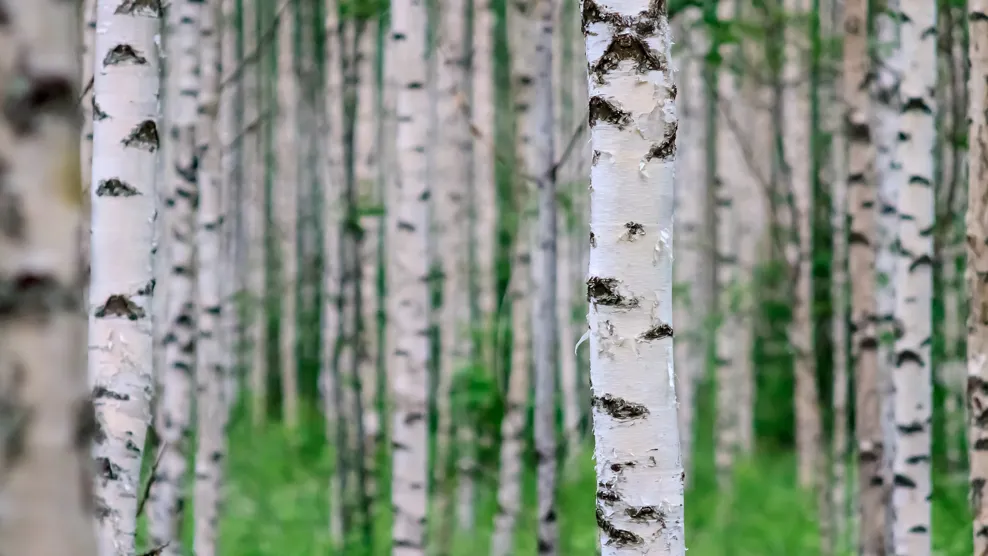 Innovointityö ja palvelumuotoilu toivat huiput lähtökohdat Metsään.fi -palvelun uudistamiselle